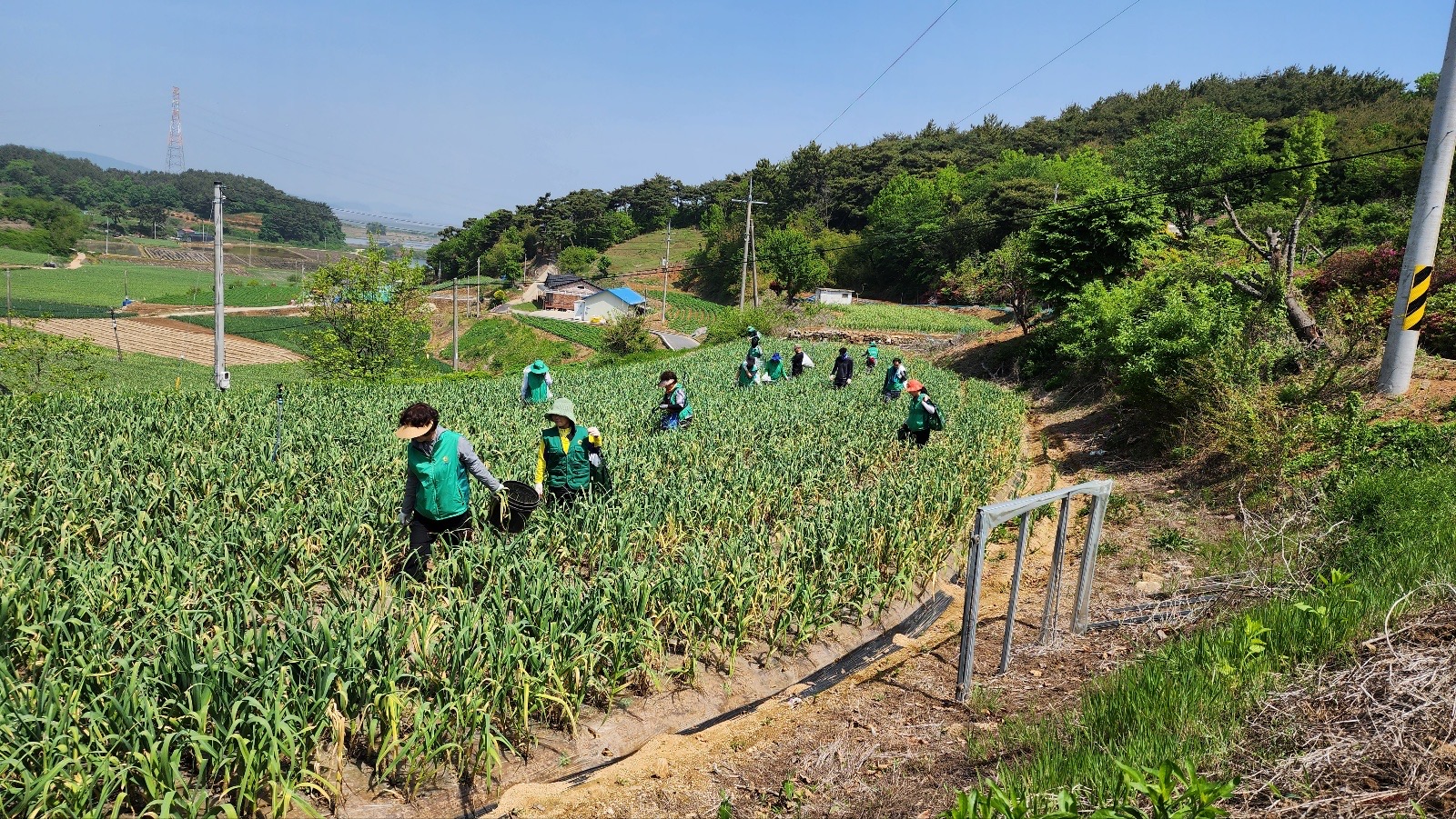 안산시새마을회, 충남 서산 마늘 농가에서 일손 돕기 봉사