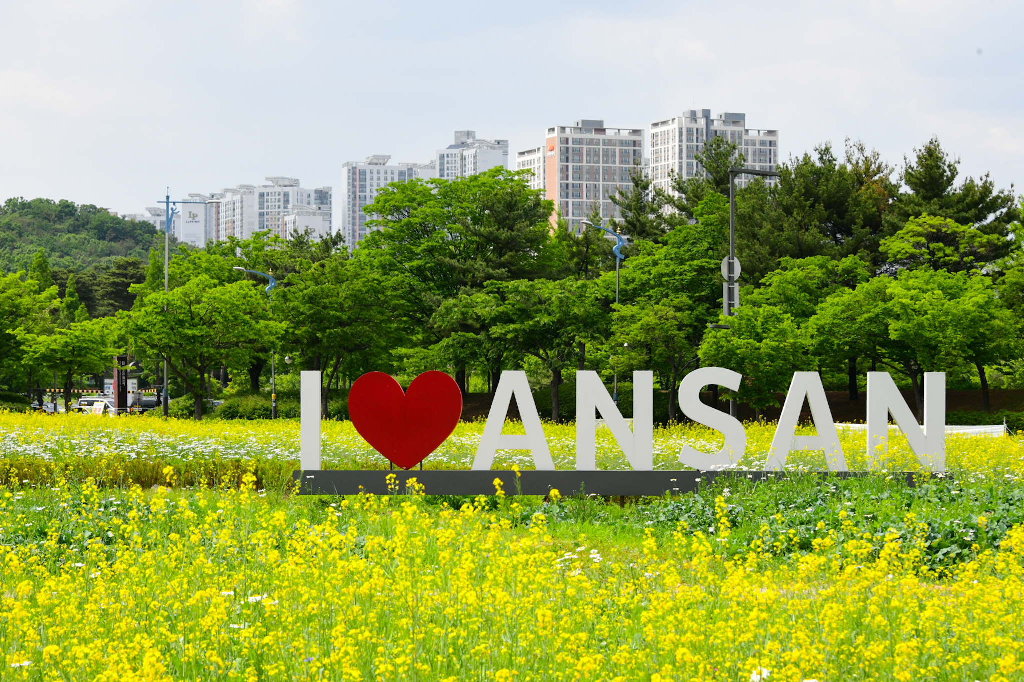 안산시 단원구청 앞 유채꽃밭 활짝…“힐링하러 오세요”
