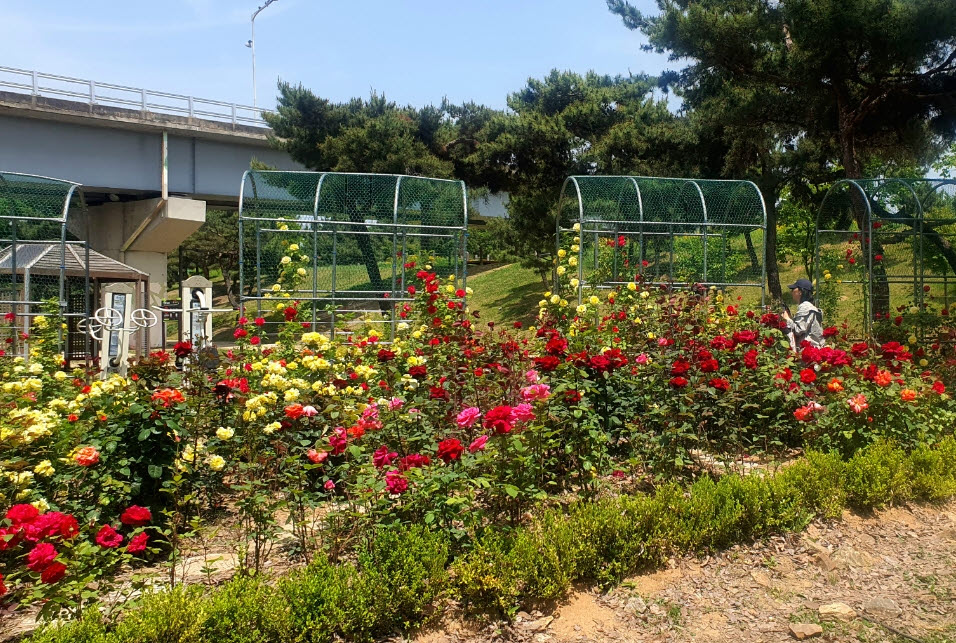 안산시 사이동, “향기로운 5월, 우리 꽃길만 걸어요”