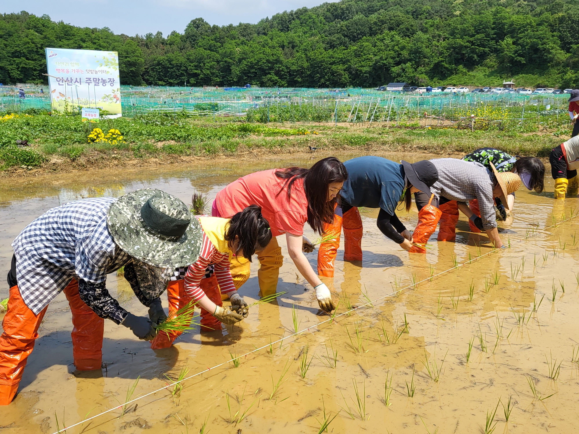 안산시, 주말농장과 함께하는‘전통모내기’체험행사  열어