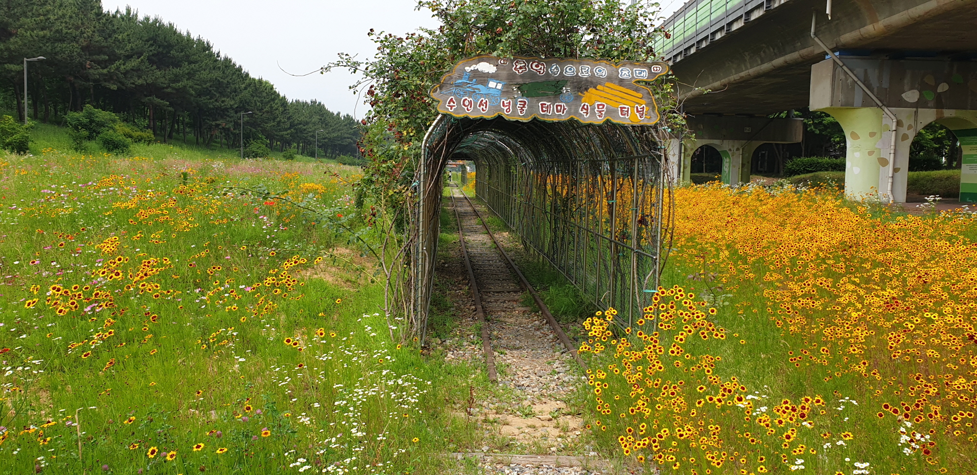 안산시, 안산선 교량하부 산책로 어린 금계국 만개…“힐링하러 오세요”