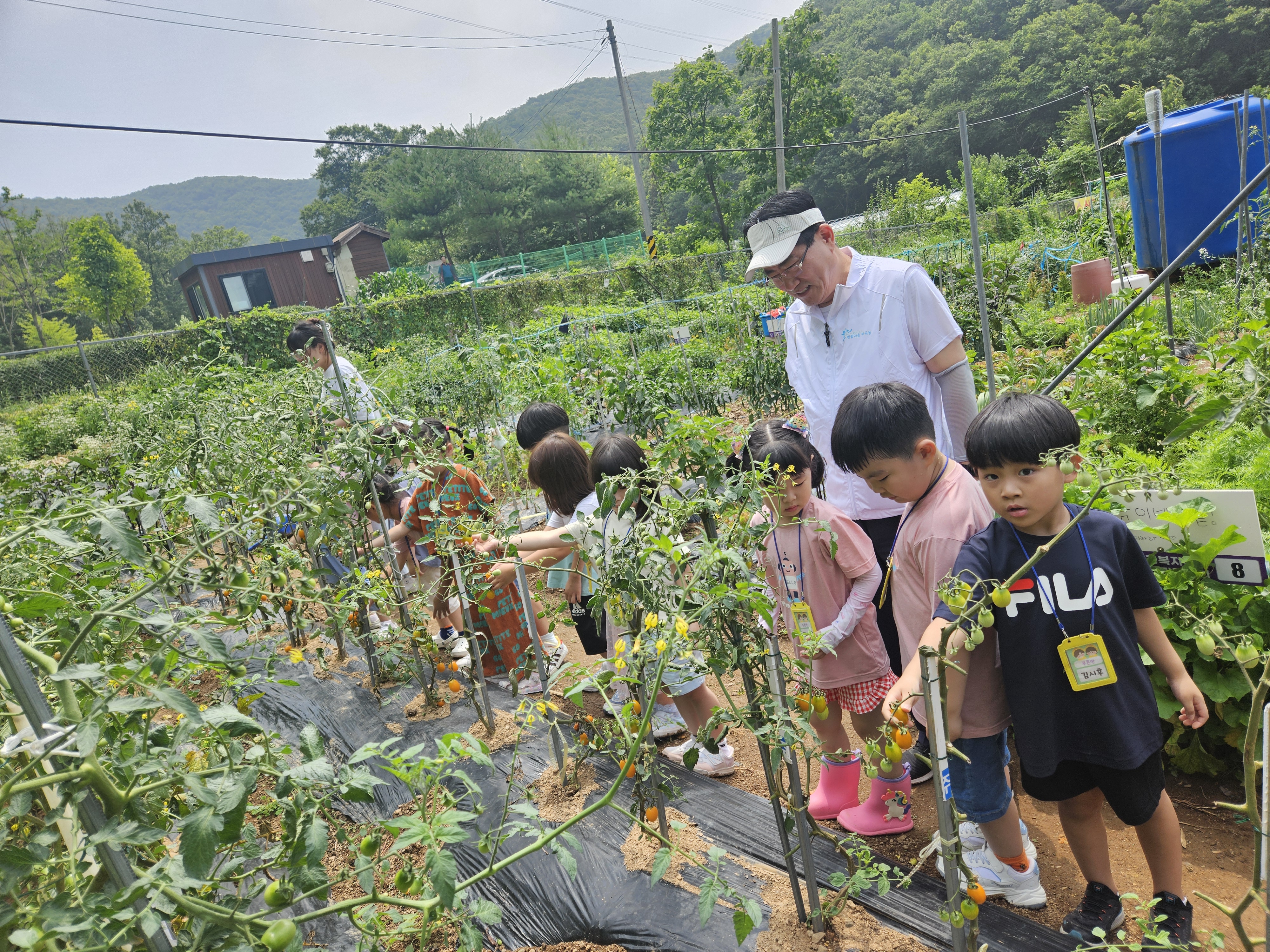 안산시 부곡동 주민자치회, 주말농장 어린이 방울토마토 따기 체험