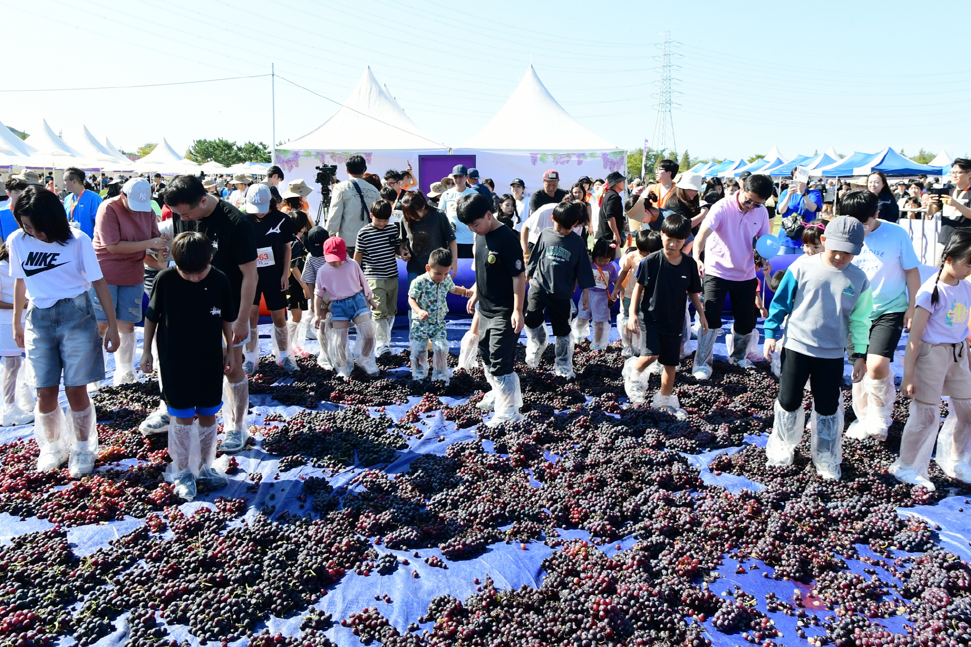 이틀간 2만 3천 명이 달콤한 포도에 흠뻑… 안산 대부포도 축제 성료