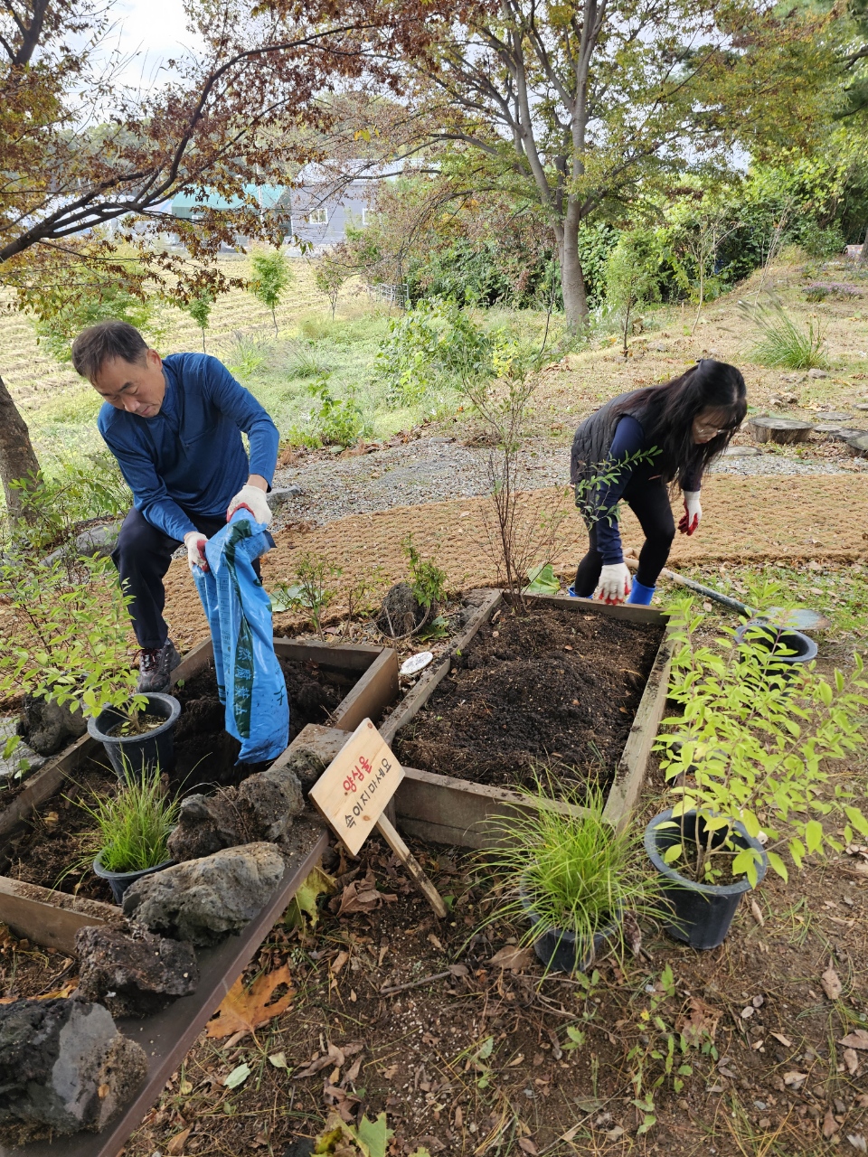안산시 사이동 주민자치회, 가을꽃 식재로 마을정원 새단장