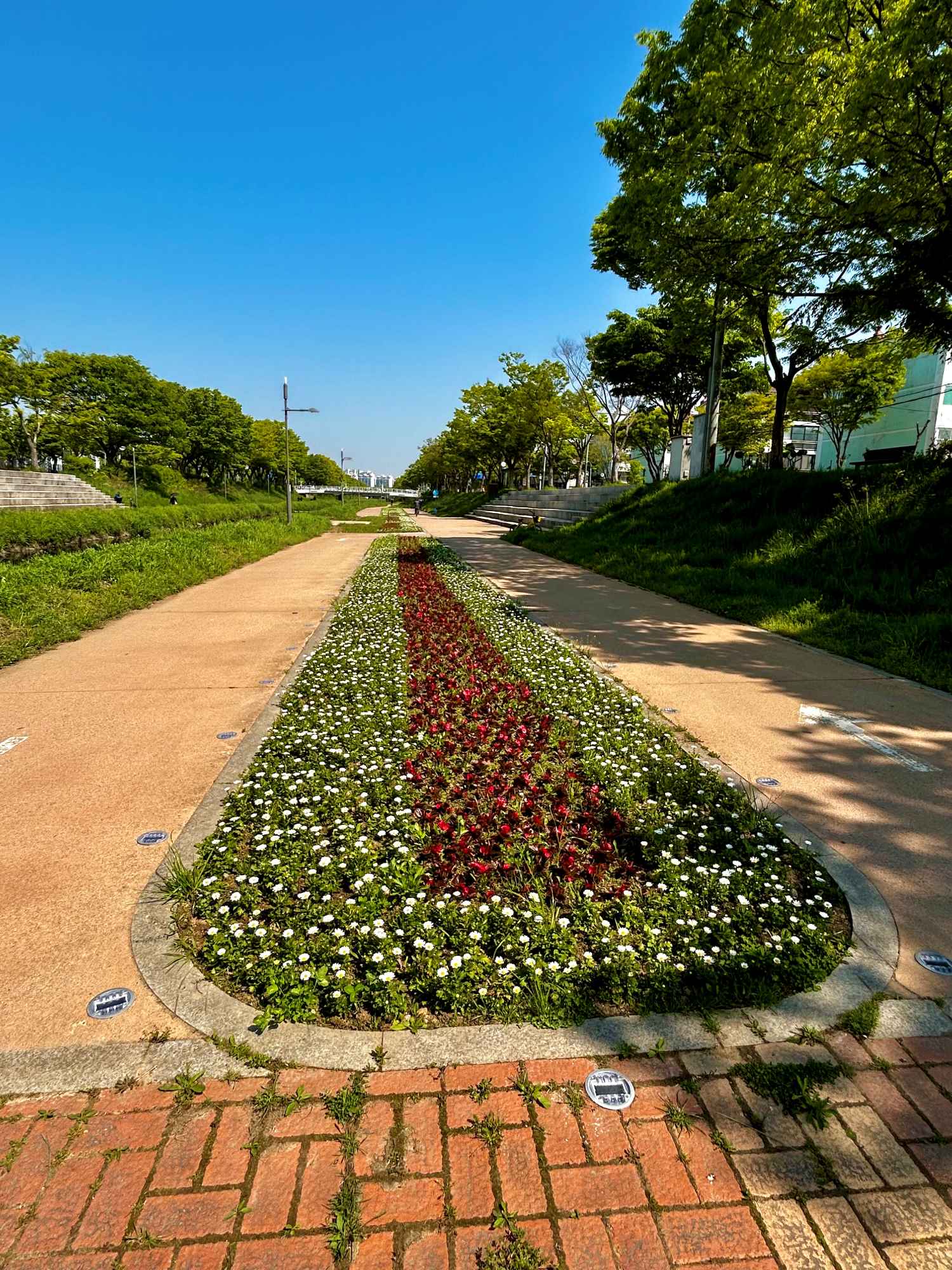 안산시, 봄꽃 만개한 안산천·화정천 산책로에 시민 발길 이어져