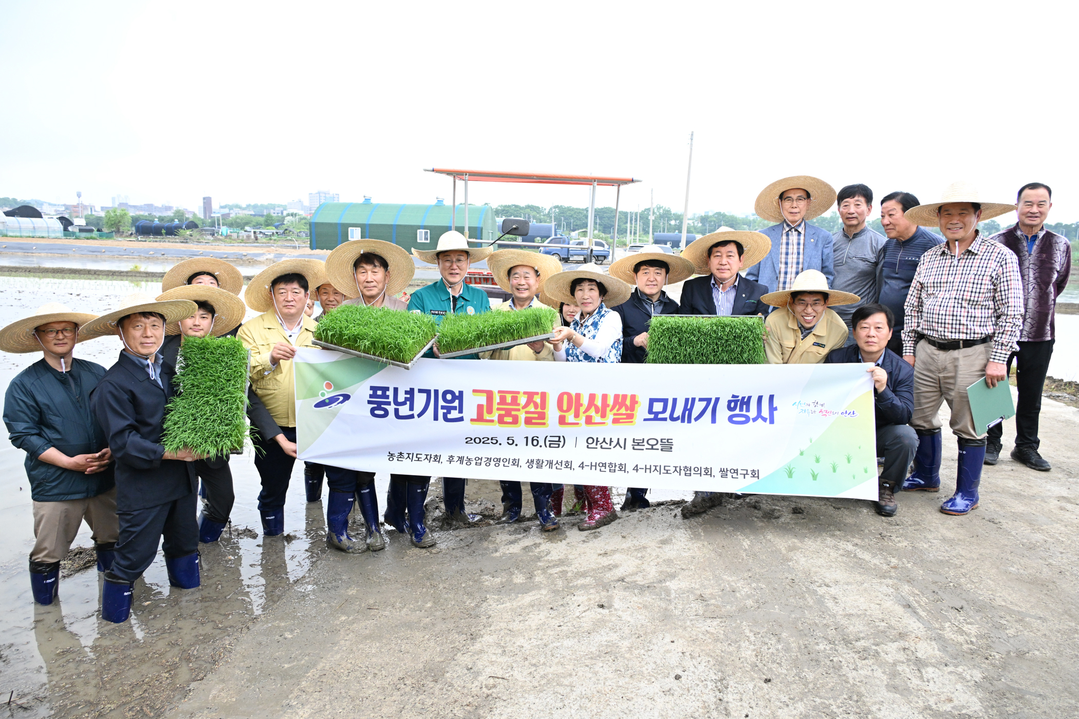 안산시, 풍년을 기원하는 고품질 안산 쌀 모내기 행사 개최