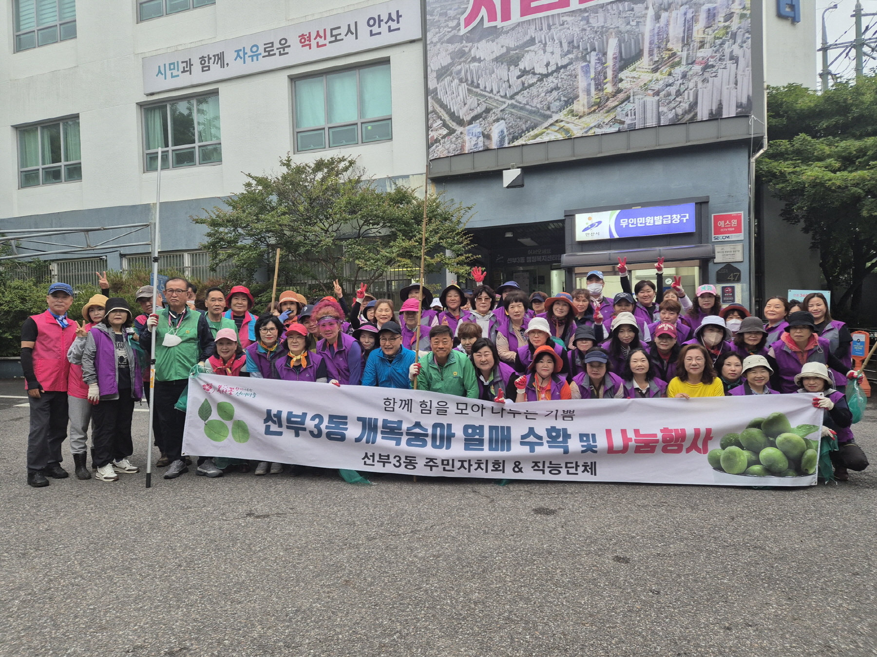 안산시 선부3동 주민자치회, 개복숭아 수확 행사 개최