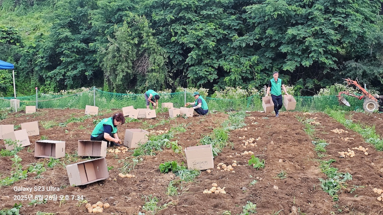 안산동 새마을회, 사랑의 감자 나눔 