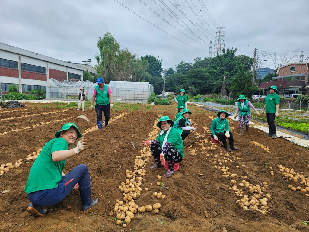 안산시 백운동 새마을협의회, 감자 나눔 봉사로 지역사회 온정 전해