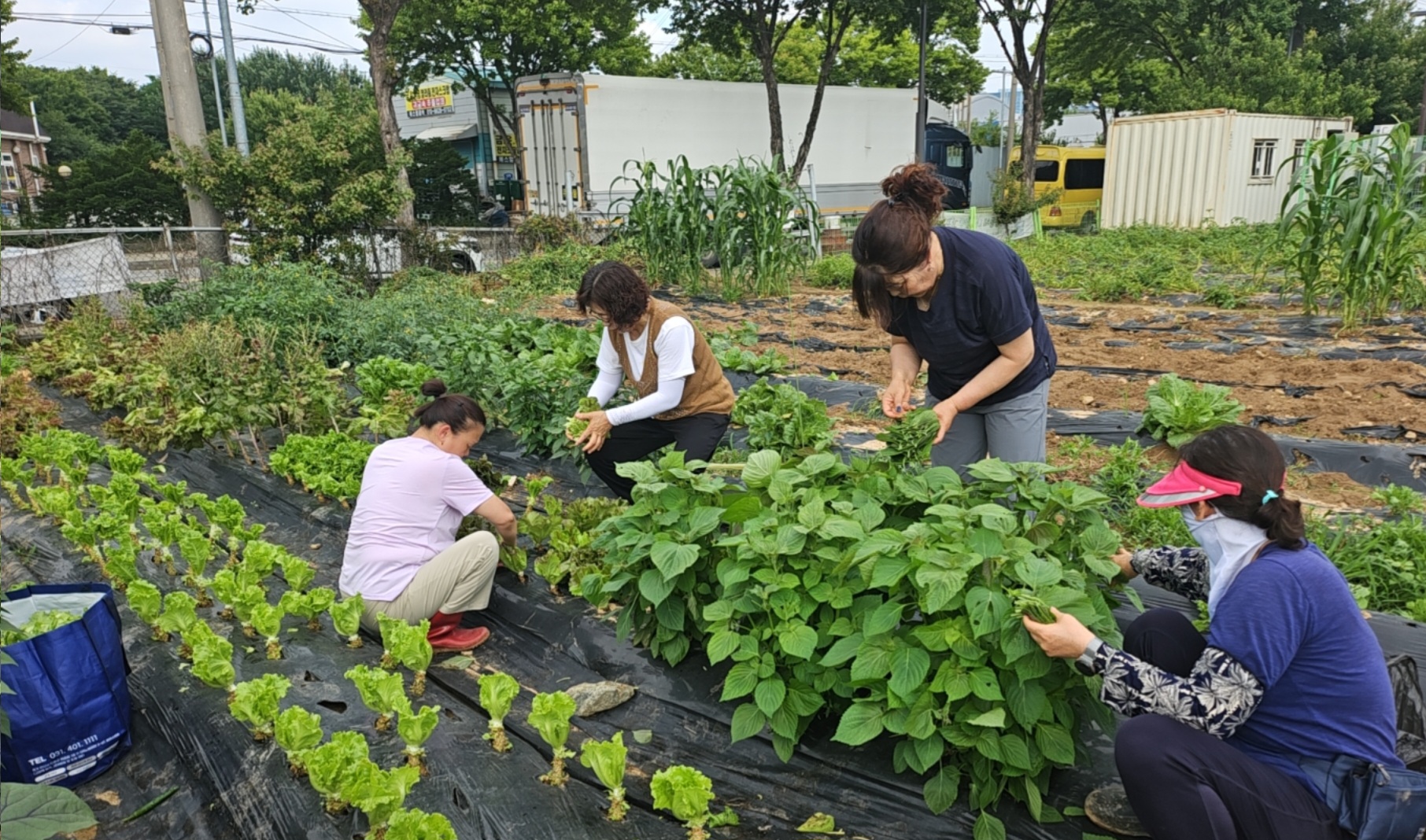 안산시 신길동 지사협, 직접 가꾼 상추감자로 이웃사랑 실천