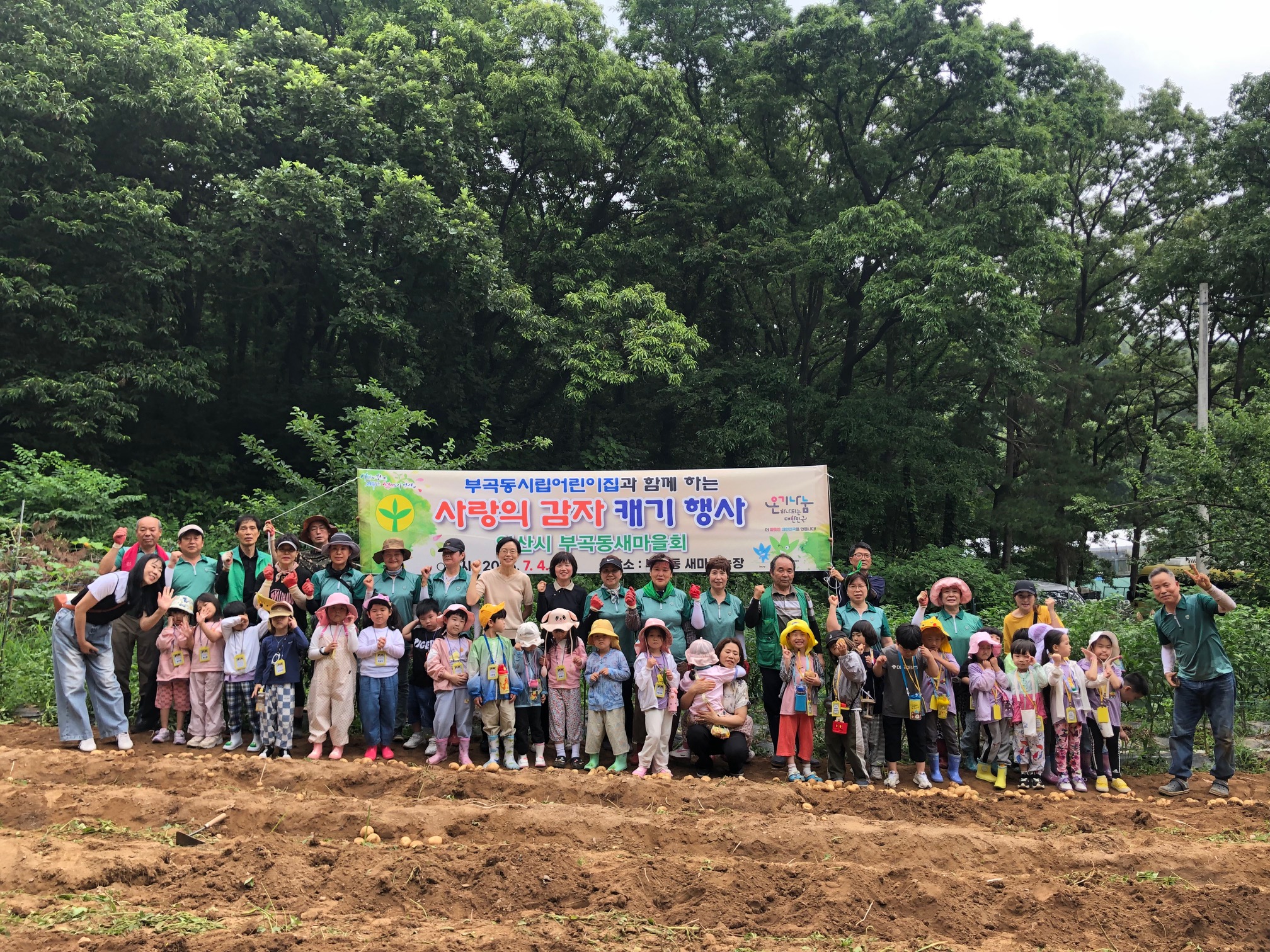 안산시 부곡동 새마을회, 사랑의 감자 수확 및 어린이 감자캐기 체험 행사