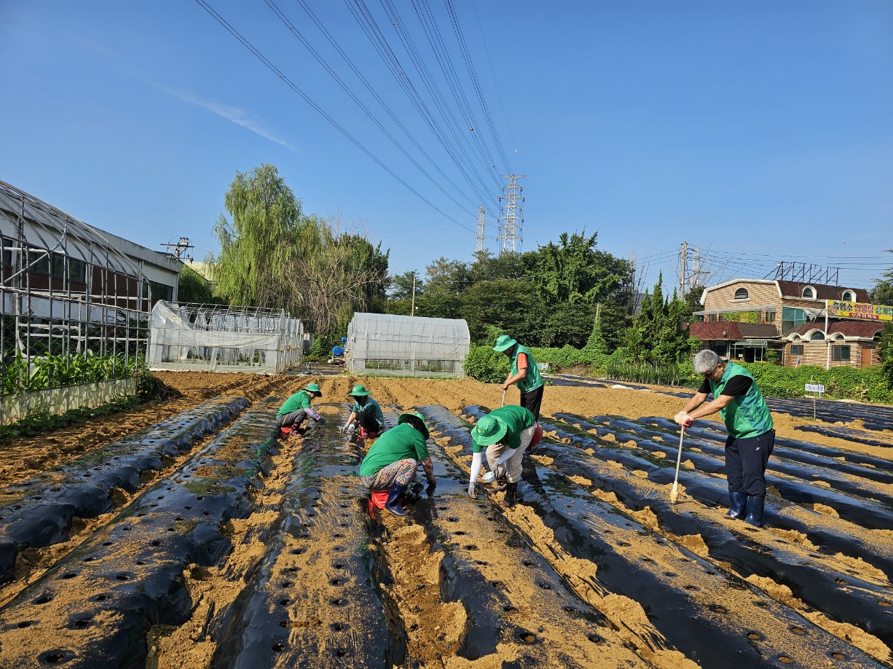 안산시 백운동 새마을회, 연말 김장나눔 위한 무 씨앗 파종 구슬땀