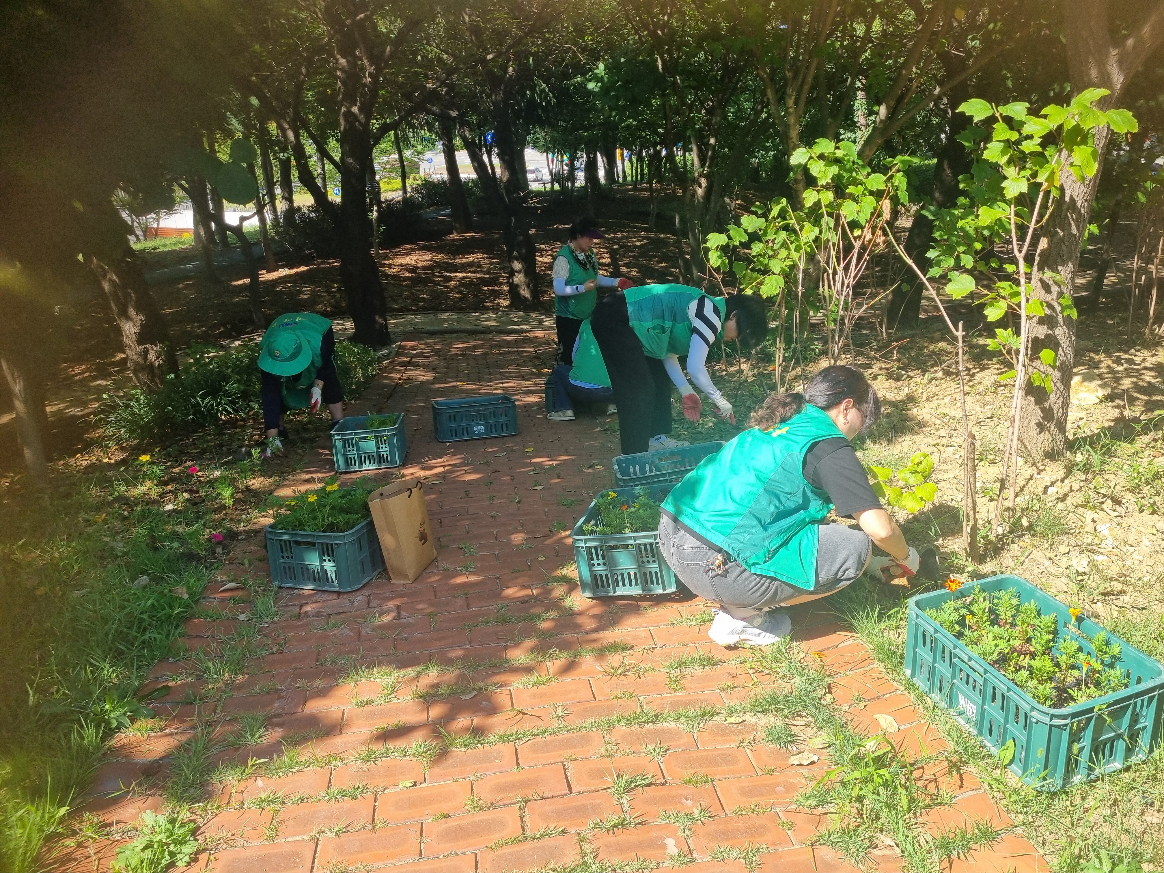 안산시 원곡동, 가을맞이 꽃 식재로 쾌적한 마을환경 조성