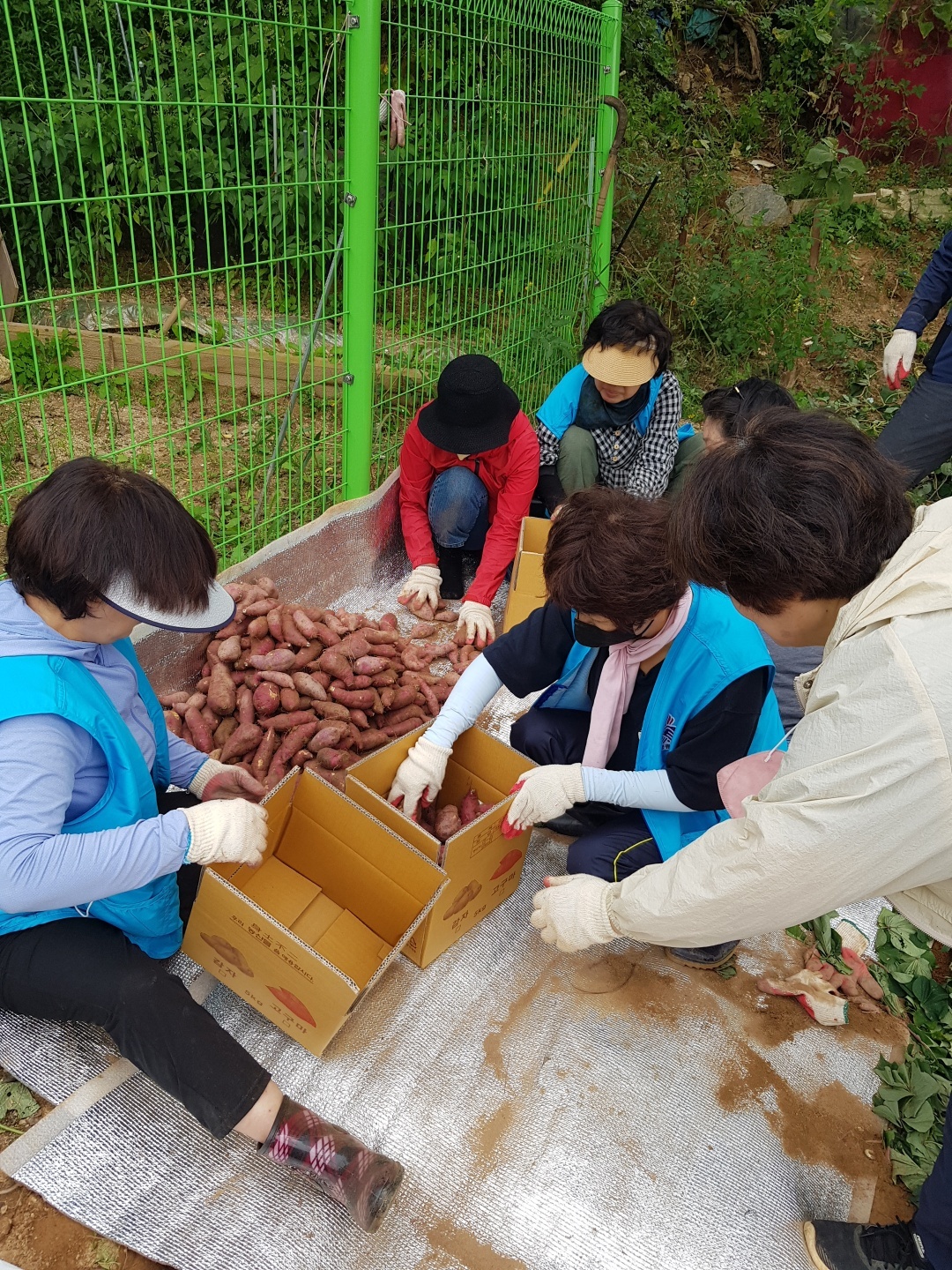 안산시 해양동 바르게살기위원회, 사랑의 고구마 전달