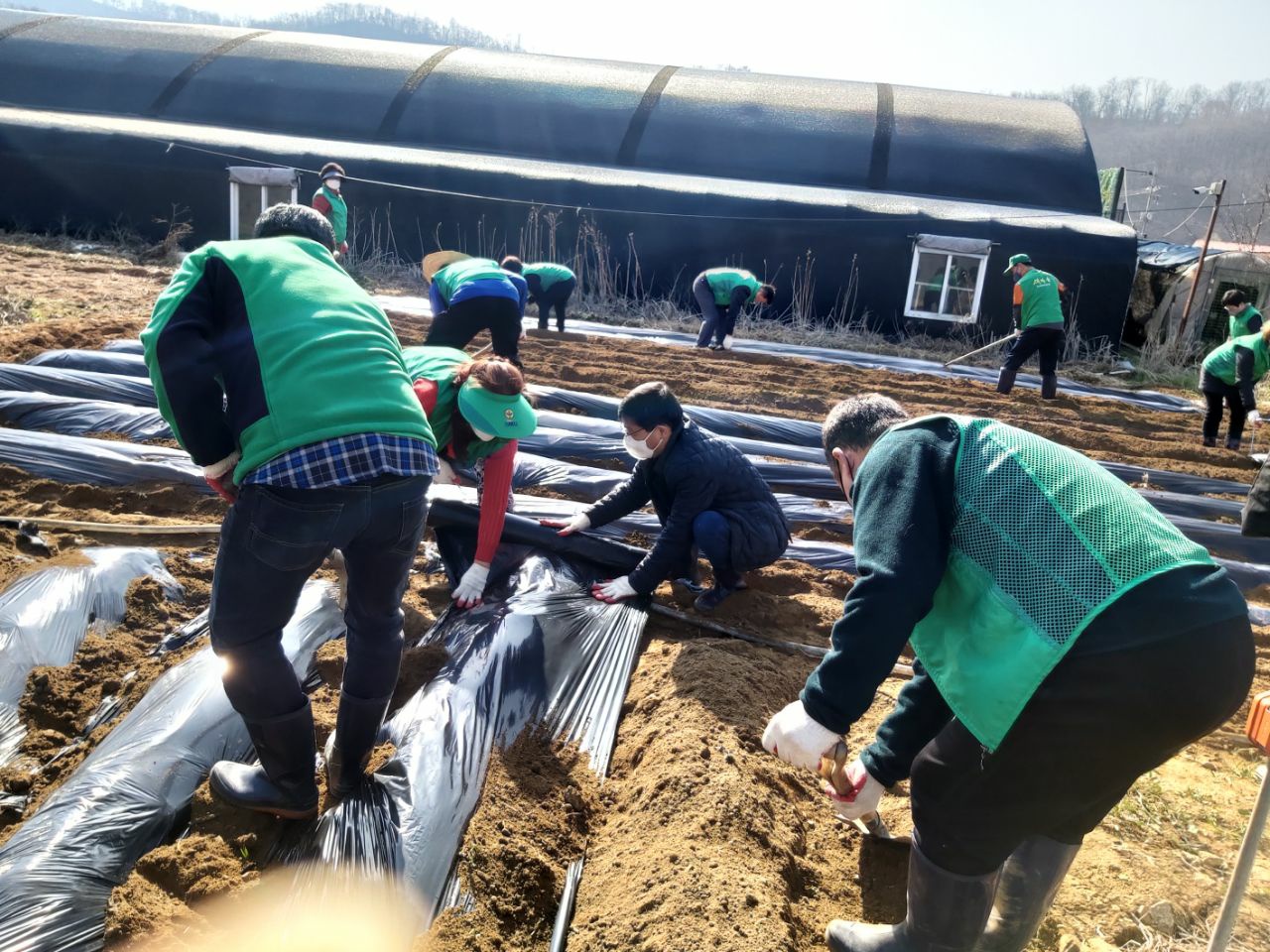 안산시 와동 새마을회, 이웃사랑 감자심기 행사