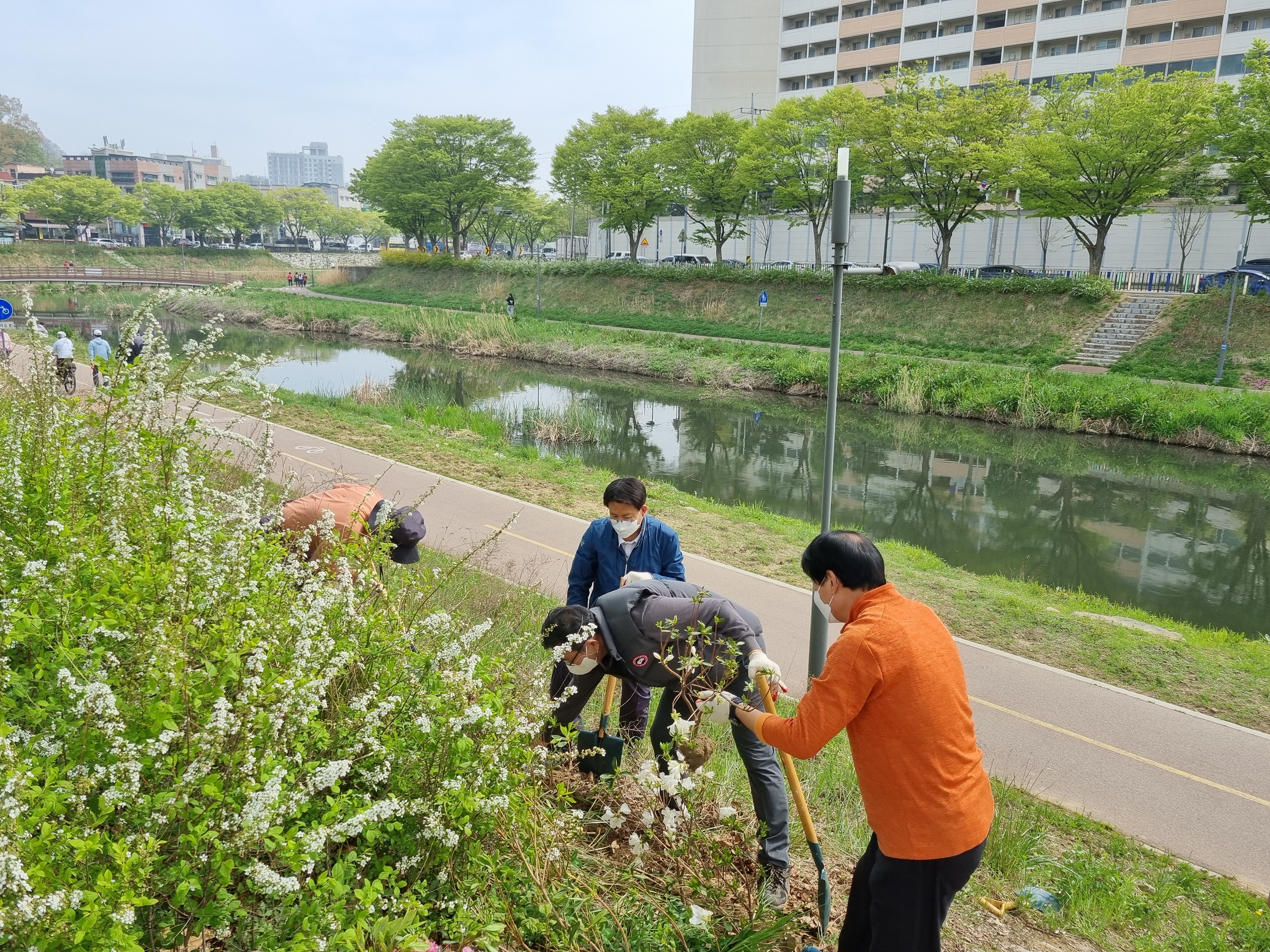 안산 제일교회, 중앙동 안산천변에 철쭉 5천 그루 식재