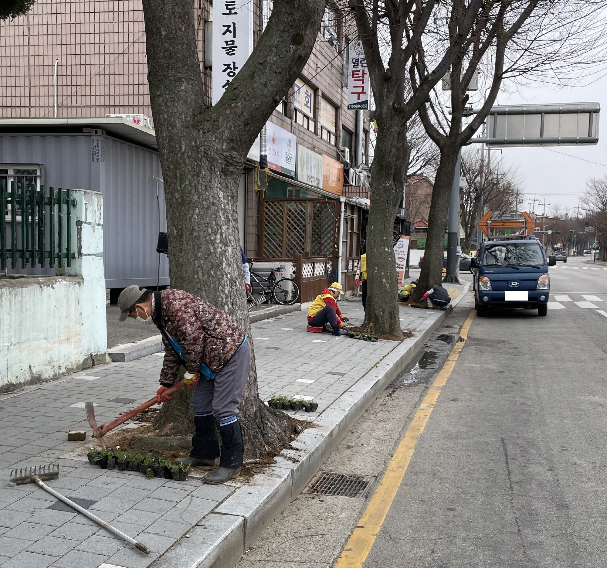 안산시 고잔동, 봄맞이 도심 속 꽃잔디 식재