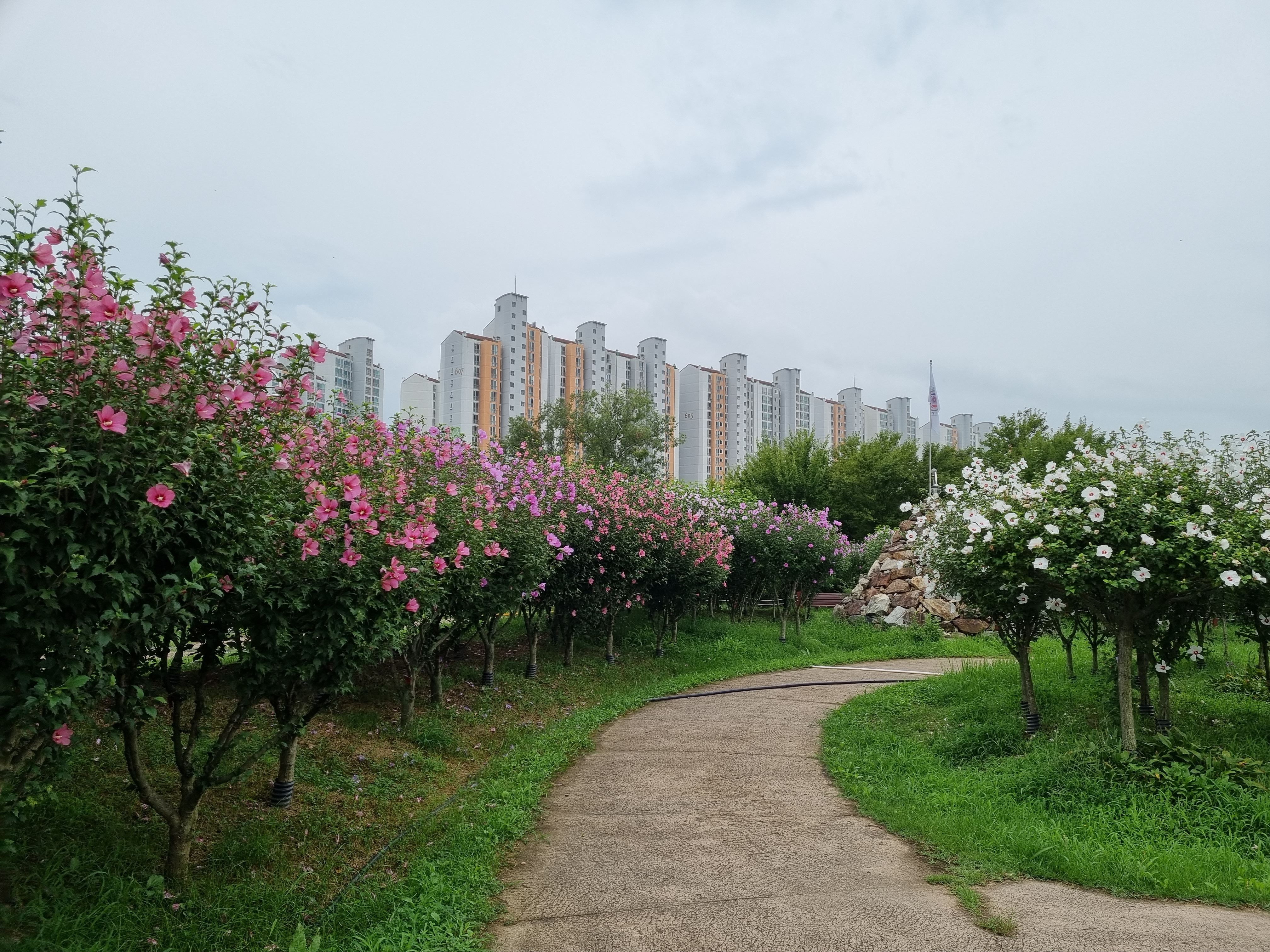 안산시, 호수공원에 국내 최대 규모 ‘무궁화동산’ 조성