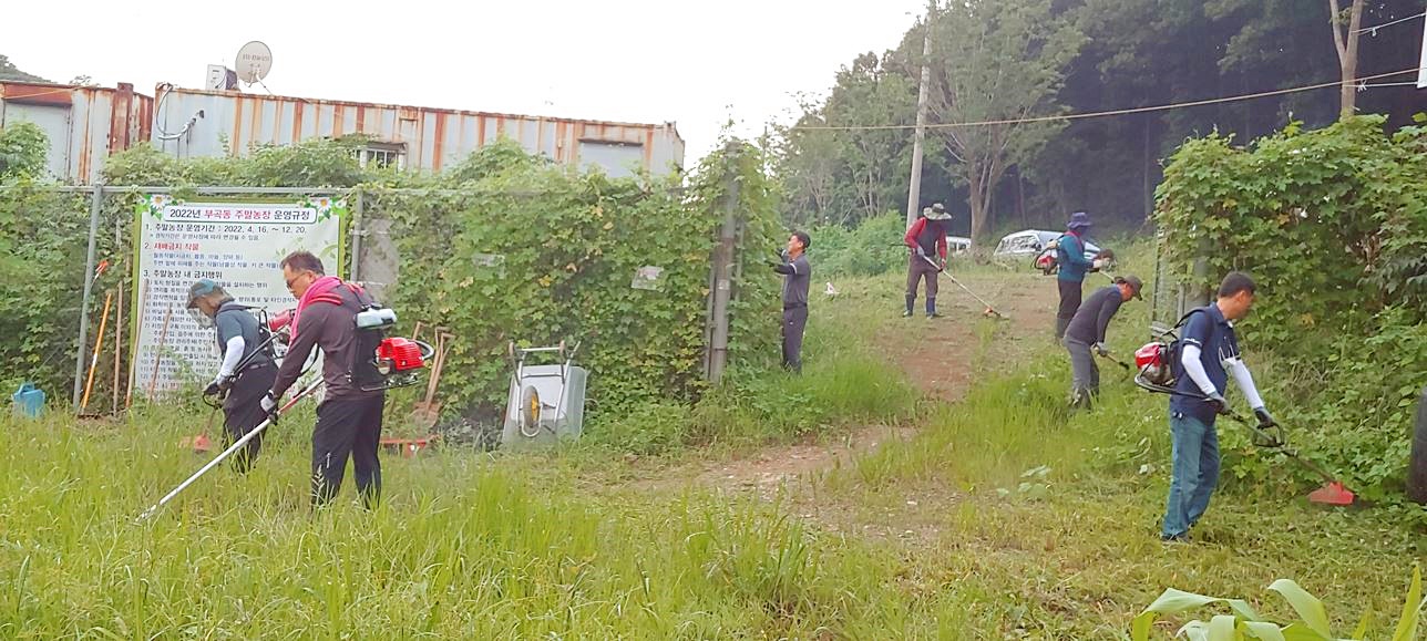 안산시 부곡동 주민자치회, 주말농장 제초작업 ‘구슬땀’
