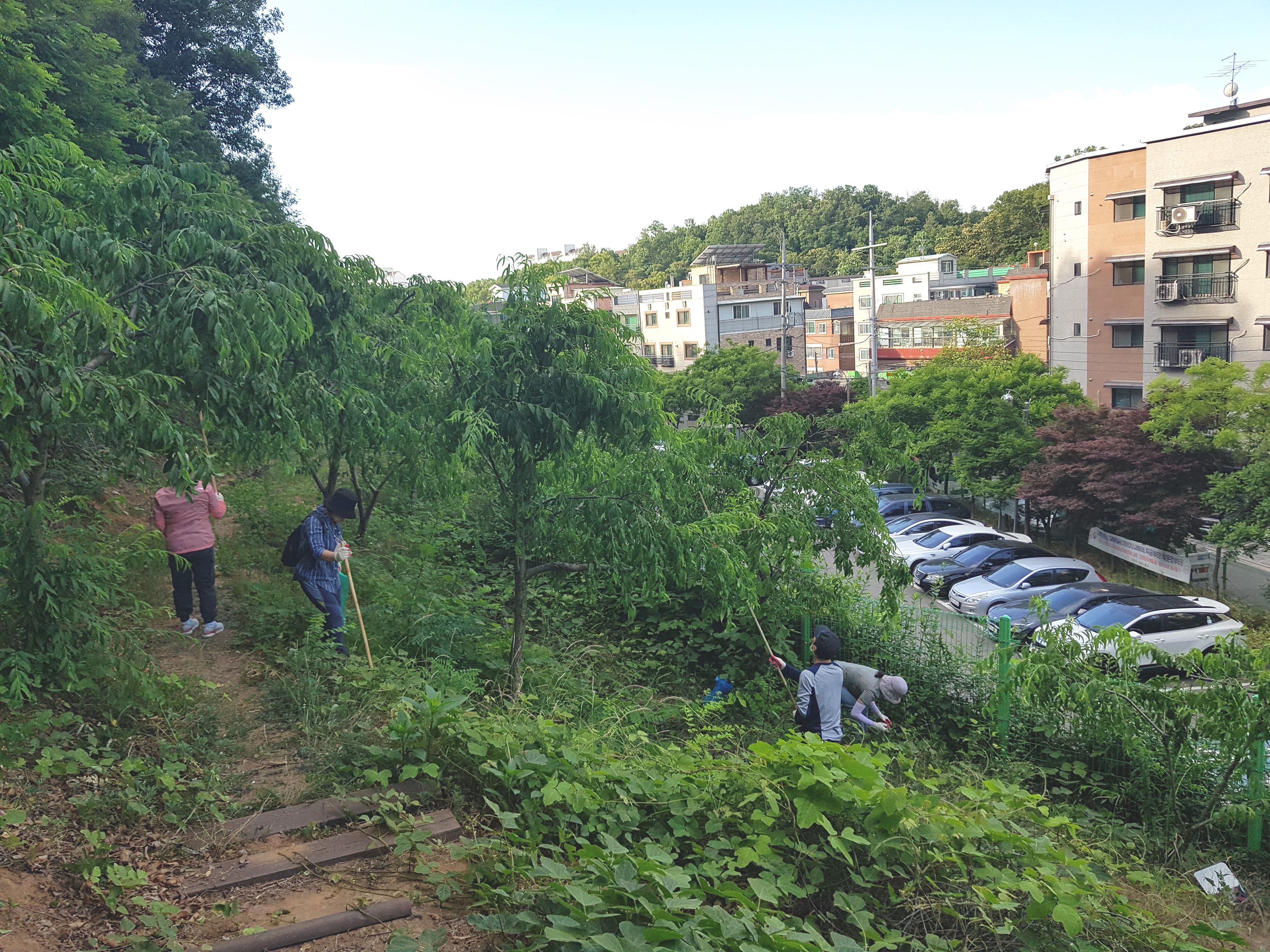 안산시 선부3동, 개복숭아 수확해 나눔 실천