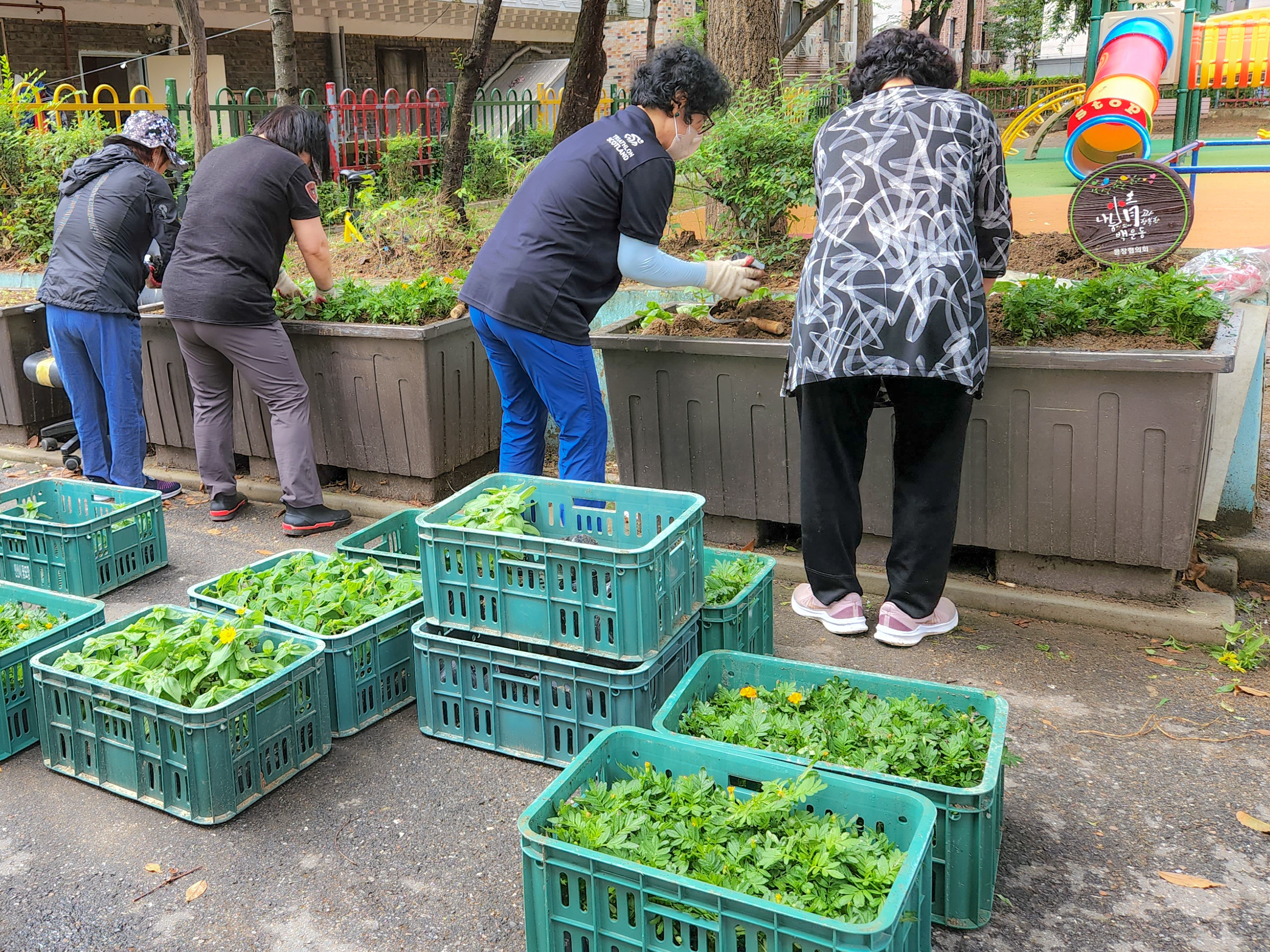 안산시 백운동 새마을회, 추석맞이 거리화단 가을꽃 식재