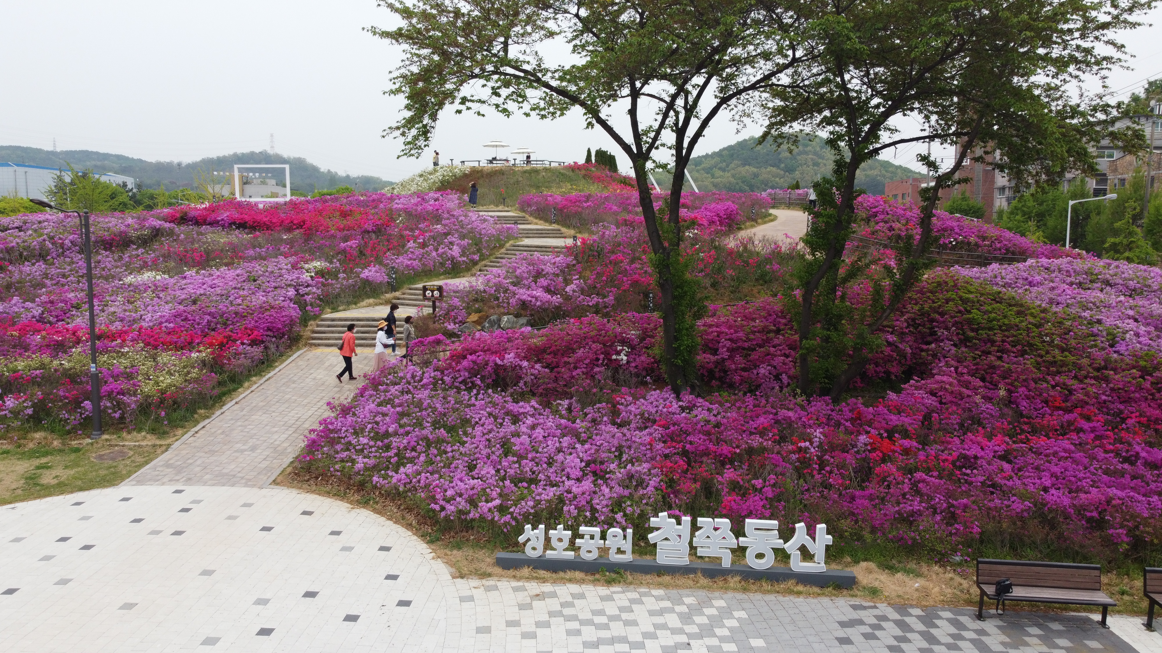 안산시 성호공원 철쭉동산에 이어지는 상춘객들