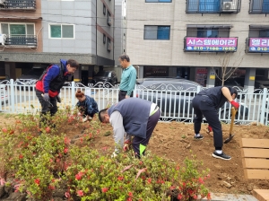 안산시 월피동 주민자치회, 봄맞이 철쭉·장미 식재