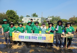 안산시 백운동 새마을회, 연말 김장나눔 위한 무 씨앗 파종