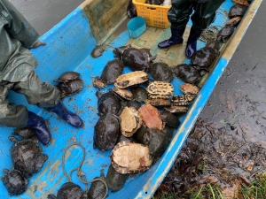 안산시, 화랑유원지 생태계 보호 위해 붉은귀거북 70여 마리 포획