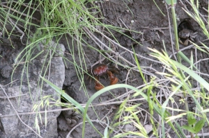 안산시, 멸종위기종 2급 붉은발말똥게 서식지 최초 확인
