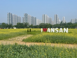 안산시,“단원구청 유채꽃밭에서 힐링하세요”도심 속 힐링 공간