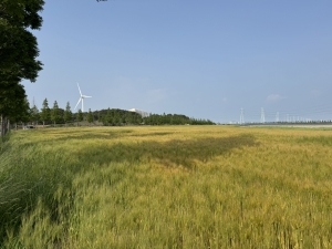 안산시, 청보리 수확물 40포 기부로 지역사회 나눔 실천