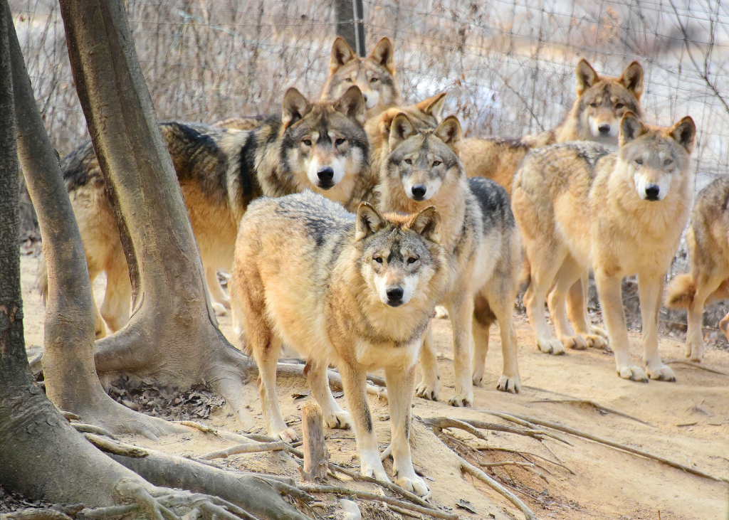 안산시, 안산그리너스FC 엠블럼 상징동물 ‘한국늑대’ 선보여