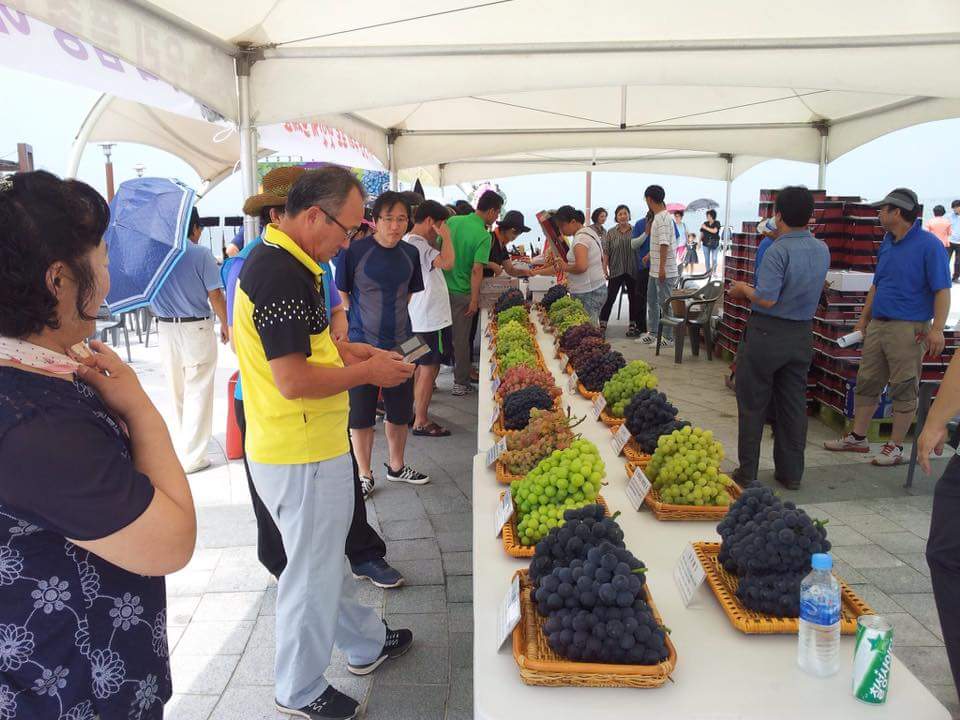 2017 대부 ‘포도데이’ 행사 개최