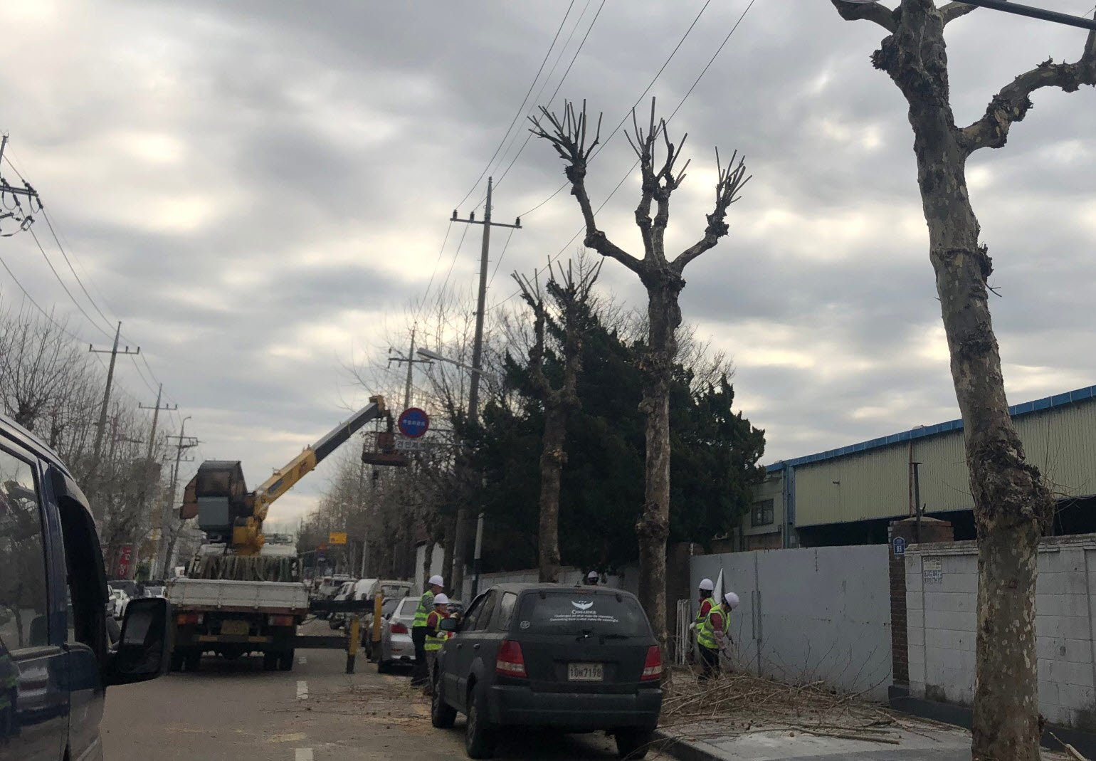 상록구, 봄철 가로수 정비 나서