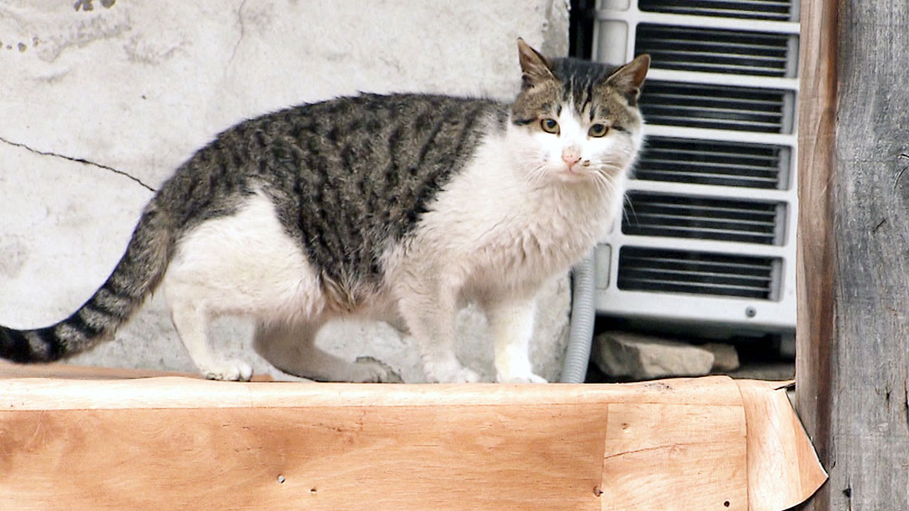 안산시, 길고양이 1100마리 중성화사업