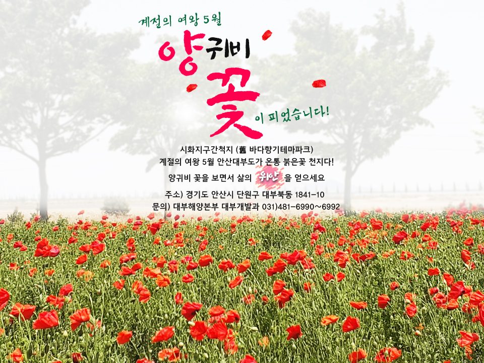 계절의 여왕 5월 대부도, 붉은 꽃양귀비로 물들다