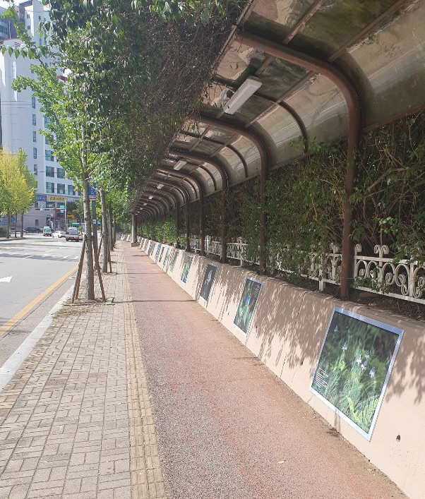 중앙동,‘안산에서 피는 아름다운 꽃’담장액자거리 조성