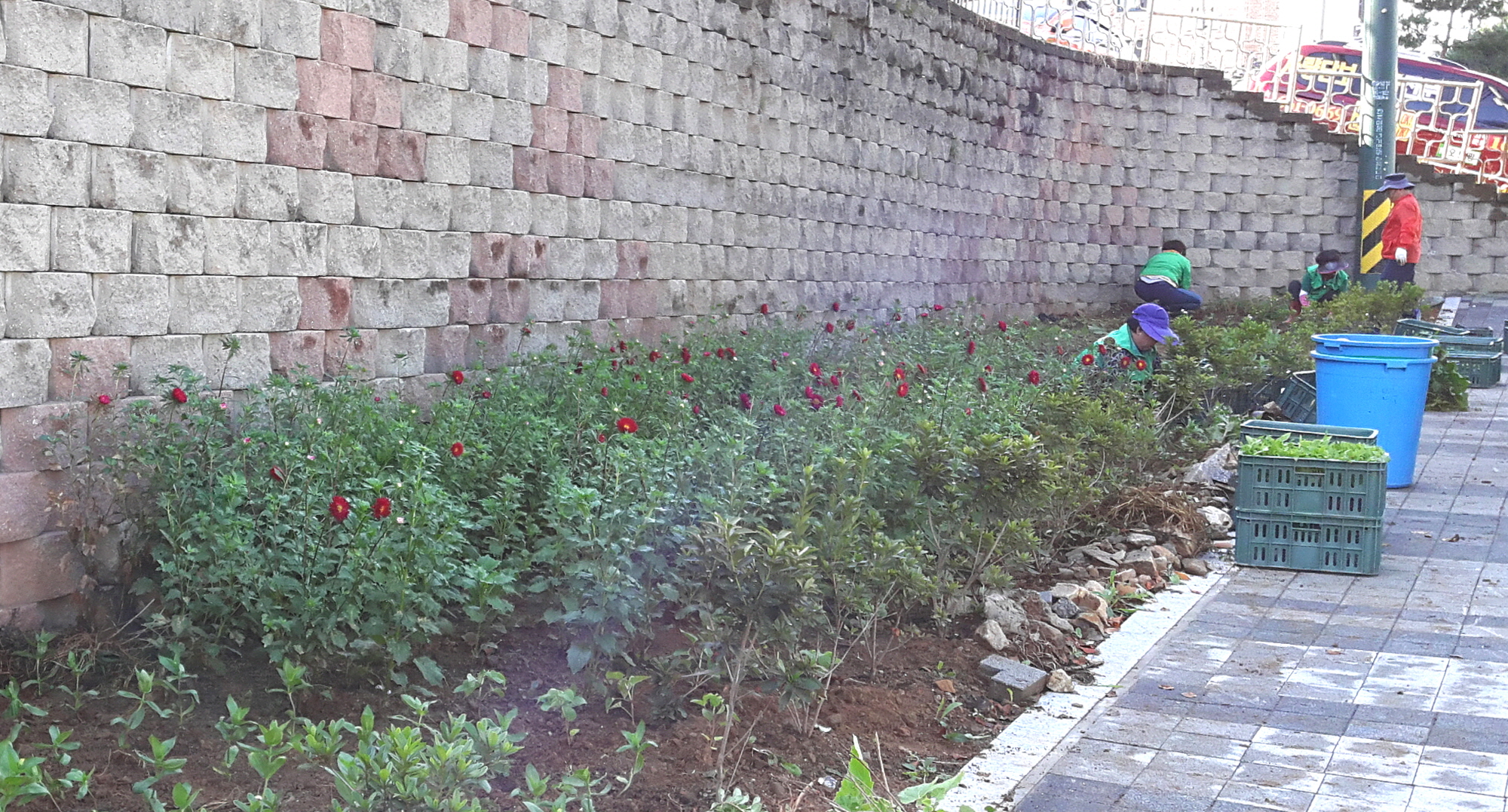 안산동 새마을지도자협의회, 수인산업도로변 쌈지화단에 가을꽃 식재