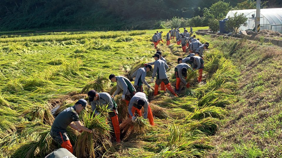 안산시자원봉사센터, 태풍‘링링’피해농가 지원활동 펼쳐
