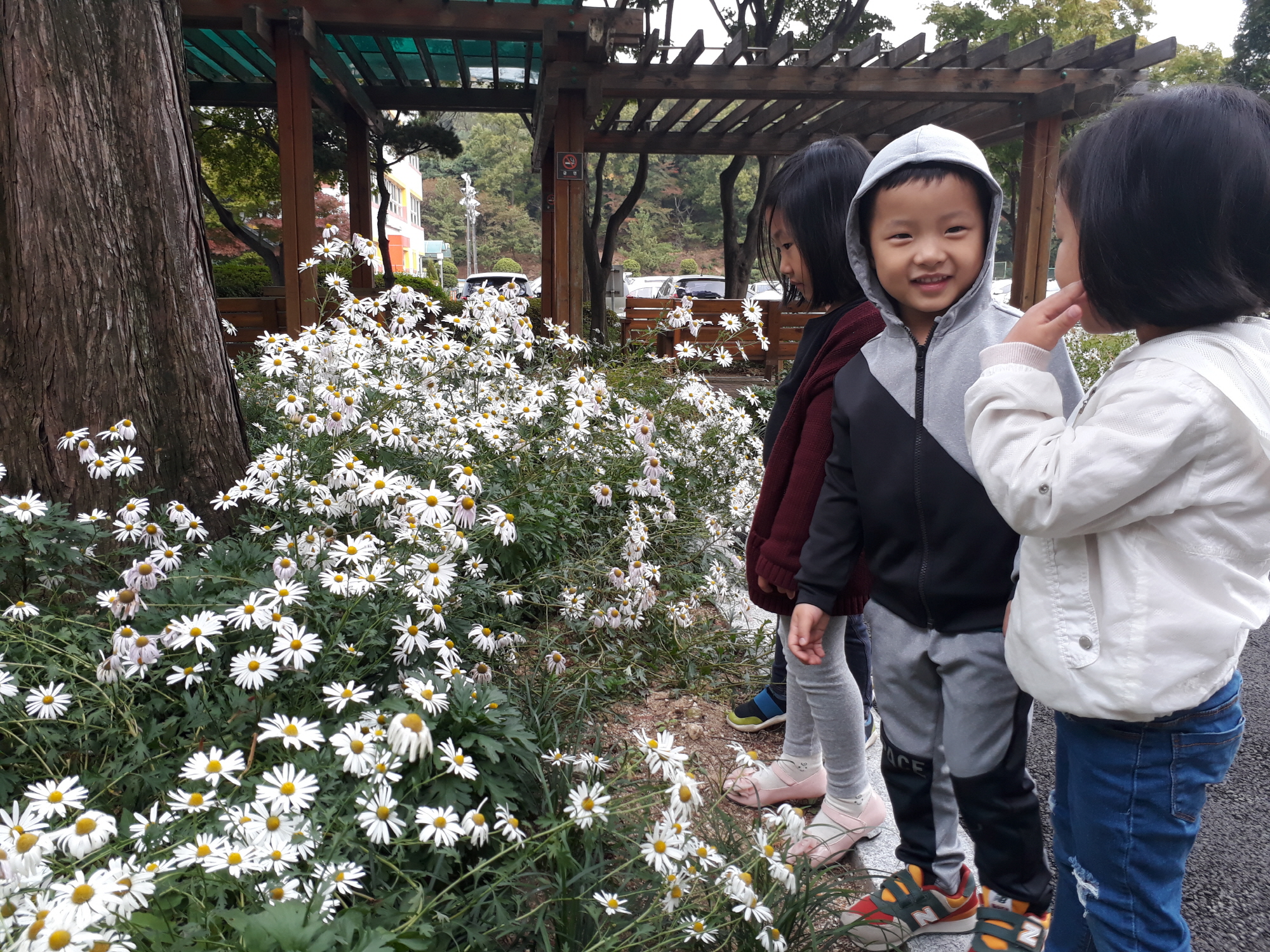 ‘안산시청에 가을꽃이 활짝 폈어요’